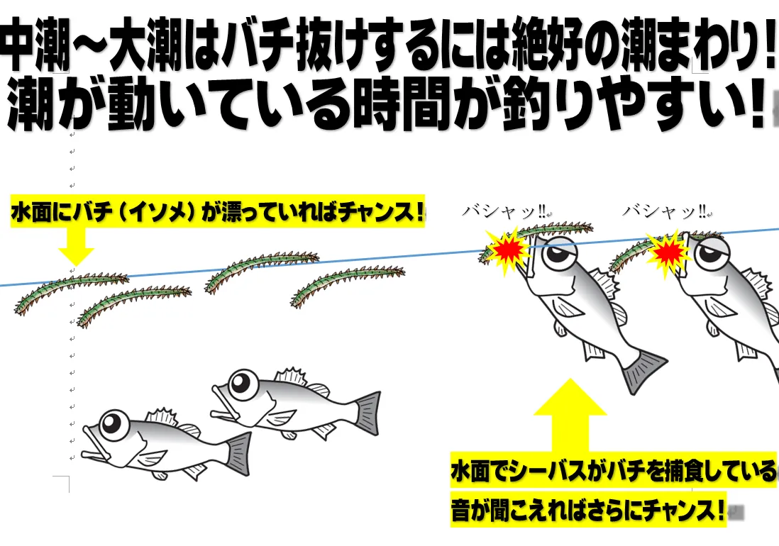 シーバスのバチ抜けシーズンは【電気ウキ】も面白い‼｜釣具の